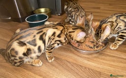 Bengal cats for sale: Top quality pure Bengal kittens available now - Image 10