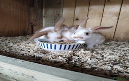 Mini Lop rabbits for sale: Baby lops  - Image 8