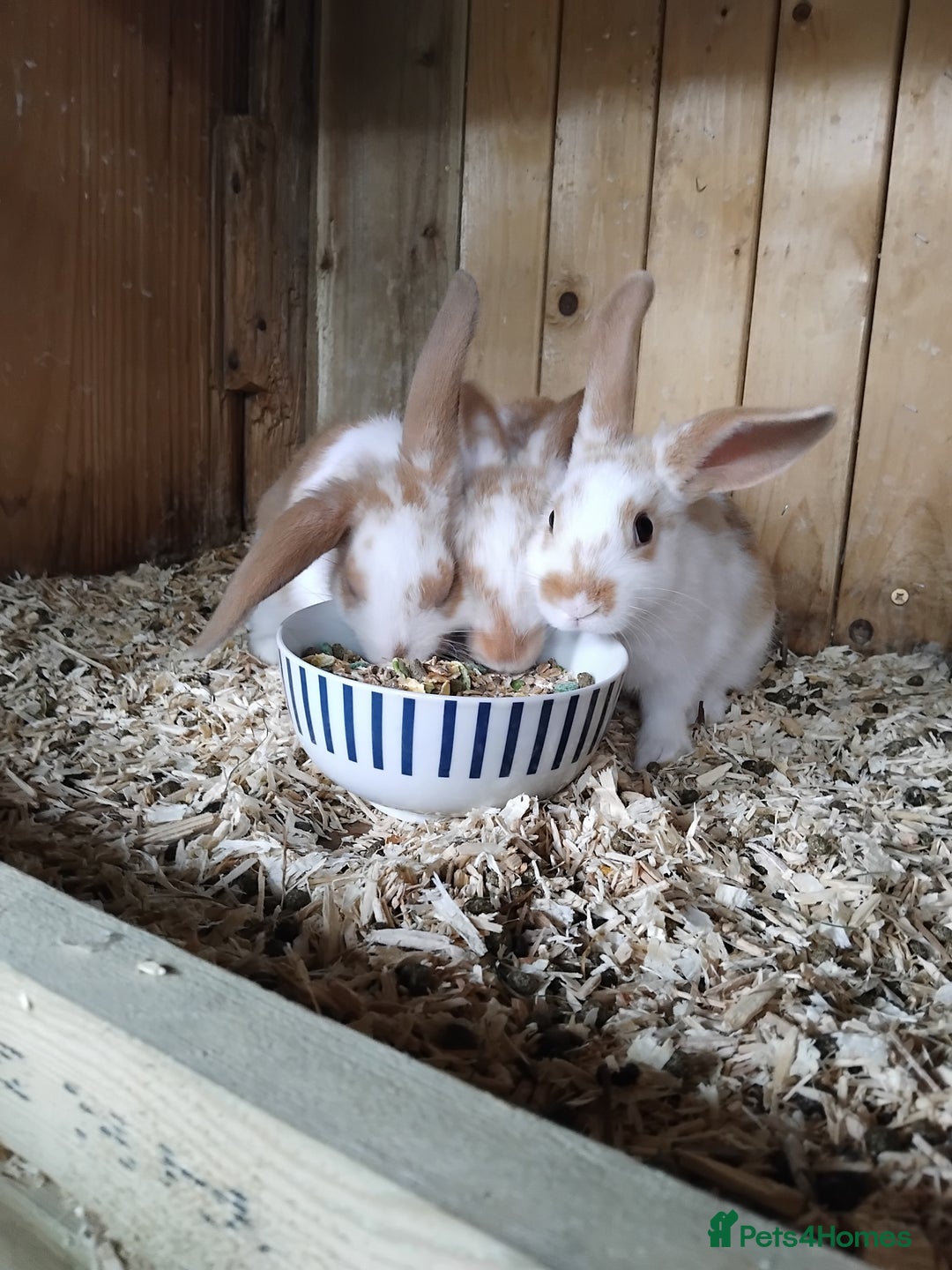 Mini Lop rabbits for sale: Baby lops  - Image 8