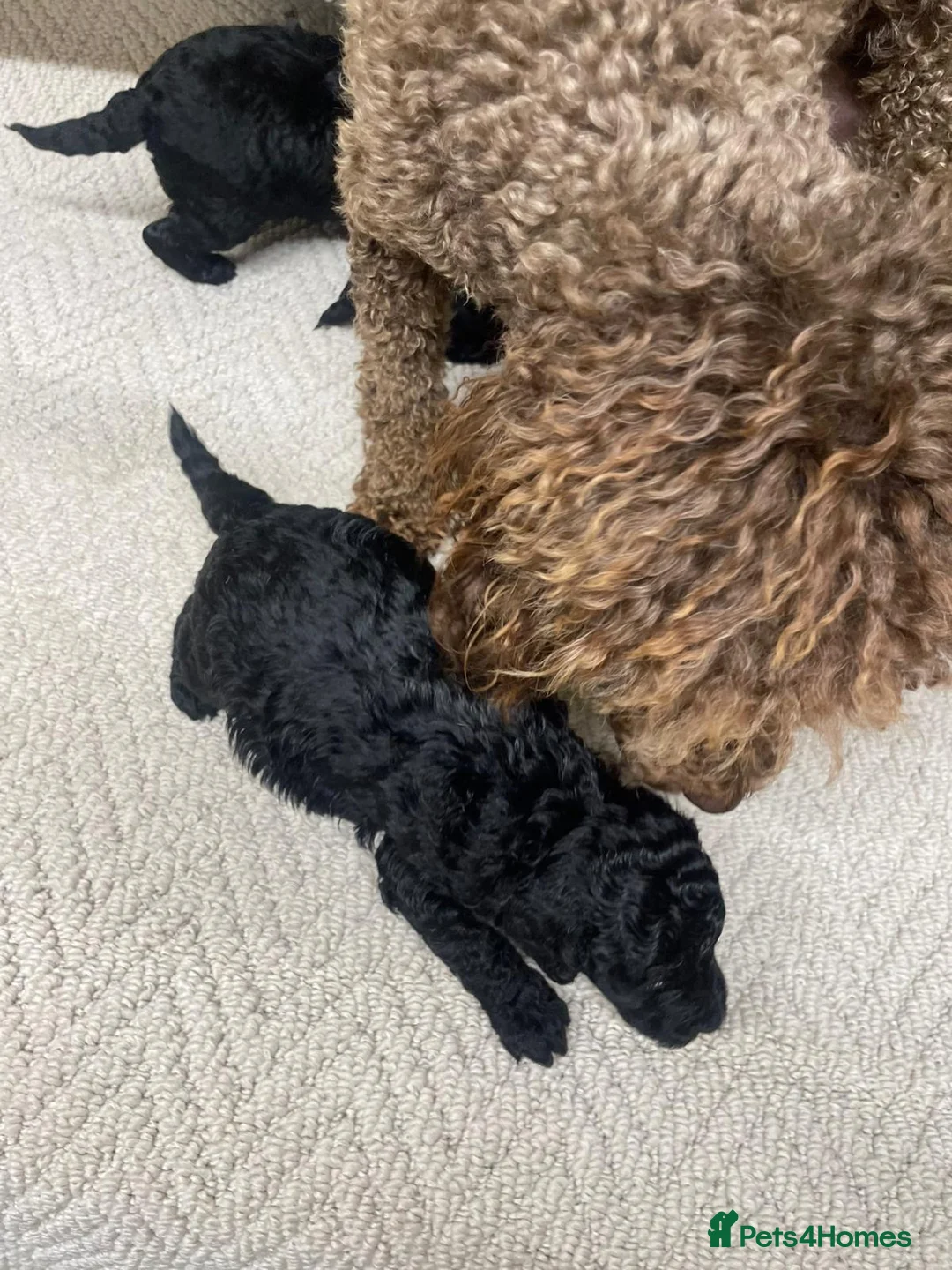 Miniature Poodle dogs for sale: Miniature poodle - Advert 2