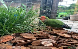 Parakeets birds for sale:  Quaker Parrot & Love Bird pair for sale cage incl - Image 4