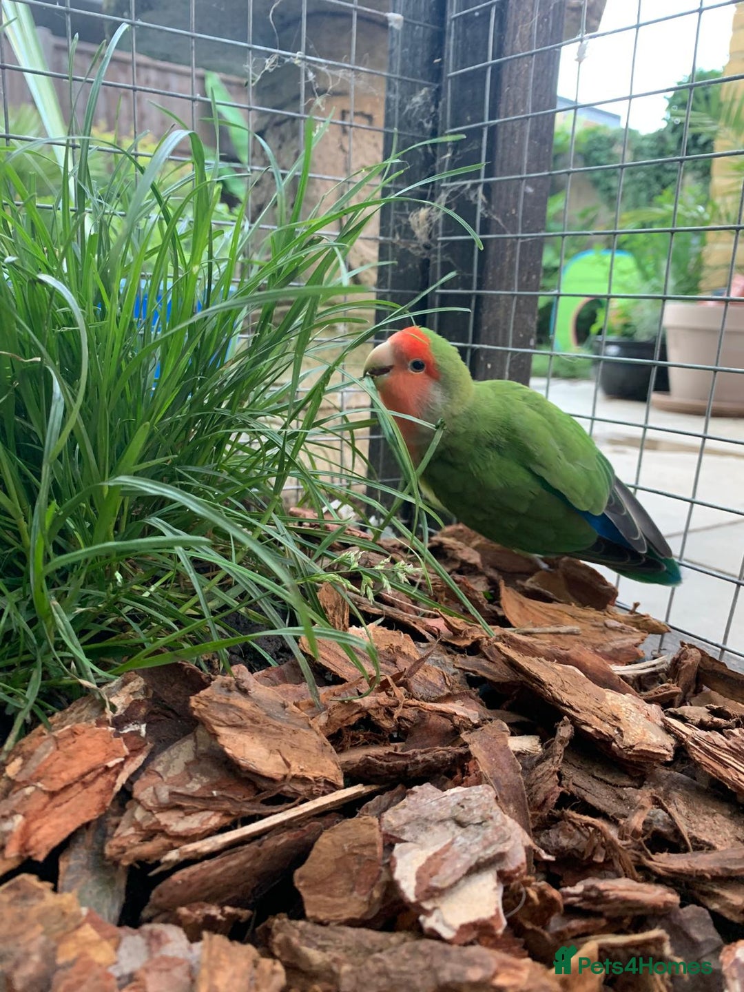 Parakeets birds for sale:  Quaker Parrot & Love Bird pair for sale cage incl - Image 4