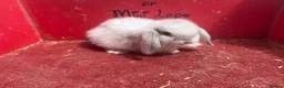 Mini Lop rabbits for sale: Mini lop babies ready for new homes now  - Advert 8