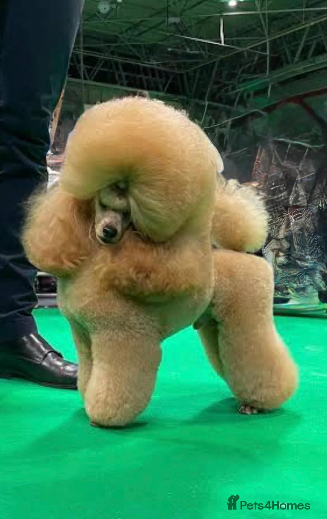 Toy Poodle dogs for sale: Superb Apricot Toy Poodle - Advert 3