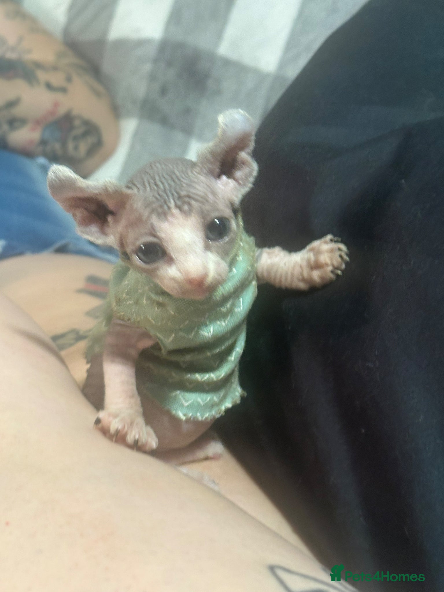 Mixed Breed cats Gorgeous American curl x Sphynx kittens🐾 - Advert 1