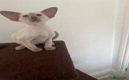 Siamese cats for sale: Gorgeous New Style Siamese Kittens - Image 20