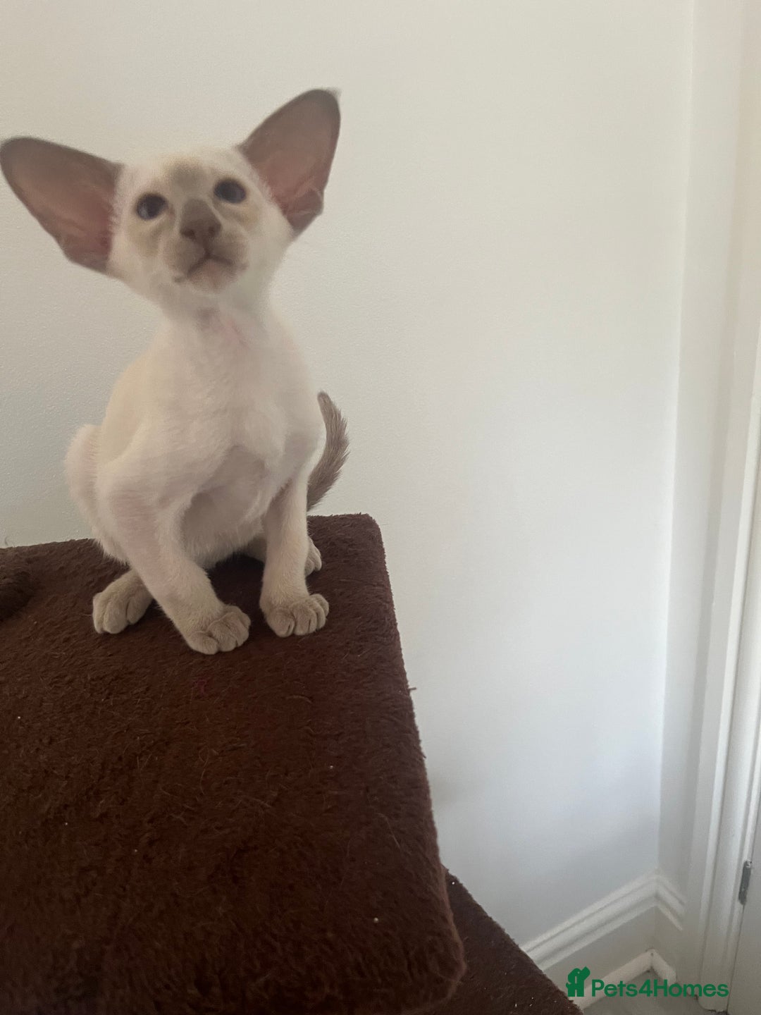 Siamese cats for sale: Gorgeous New Style Siamese Kittens - Image 20