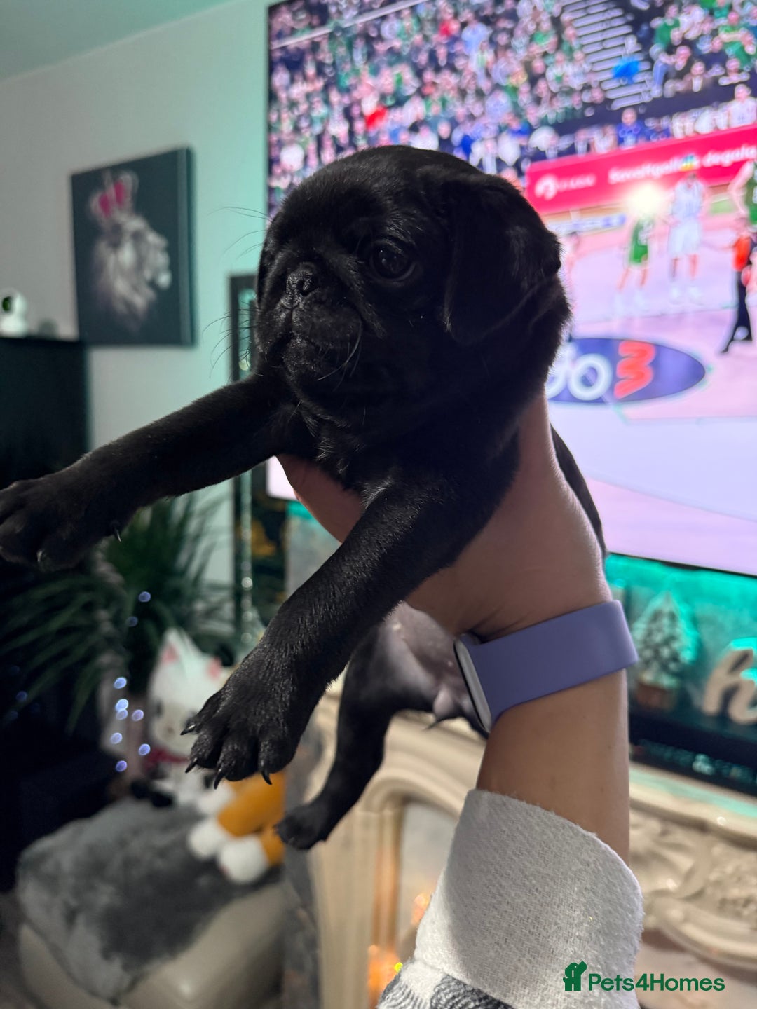 Pug dogs for sale: Two girls and one boy are available;)  - Advert 3