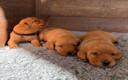 Labrador Retriever dogs for sale: Excellent Labrador puppies for sale - Image 1