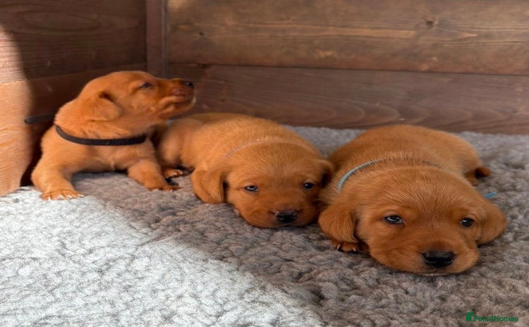Labrador Retriever dogs - Advert 10