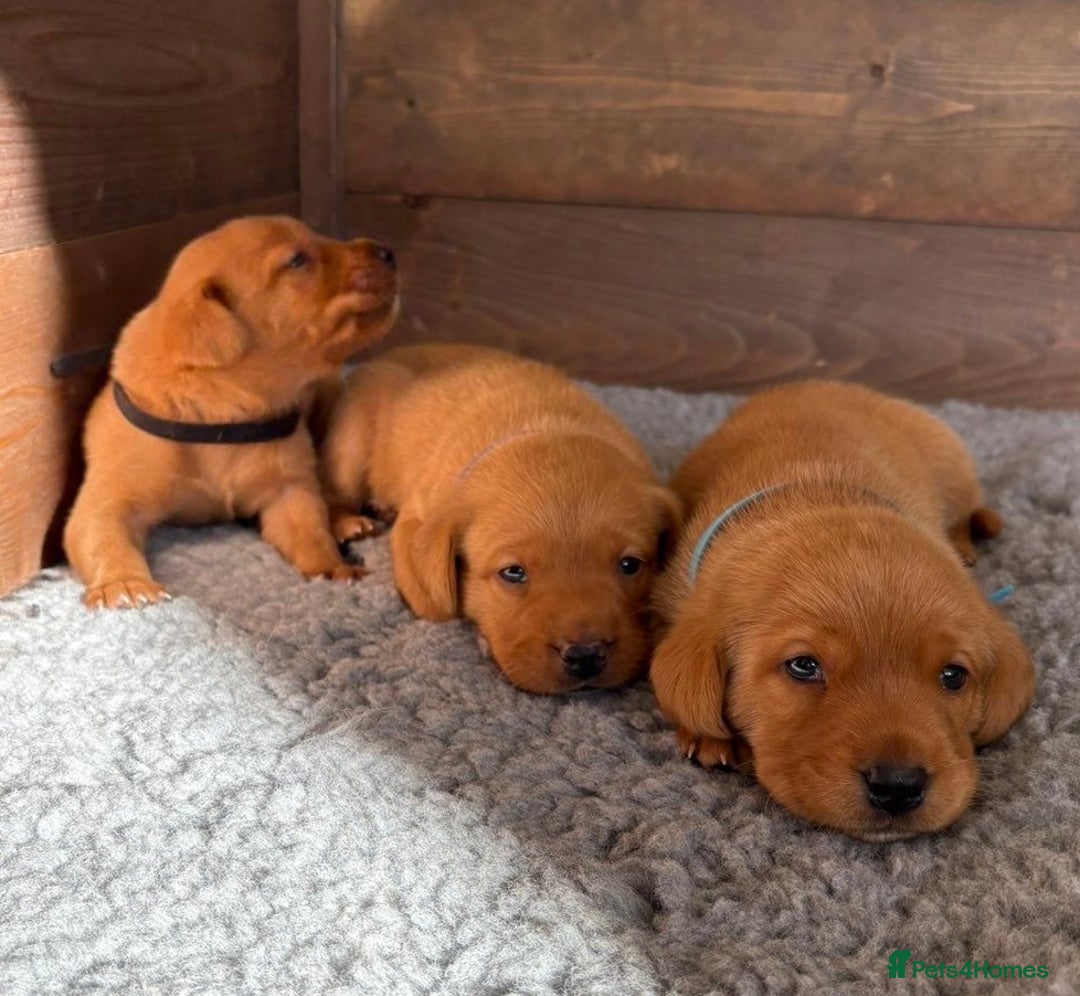 Labrador Retriever dogs for sale: Excellent Labrador puppies for sale - Image 1