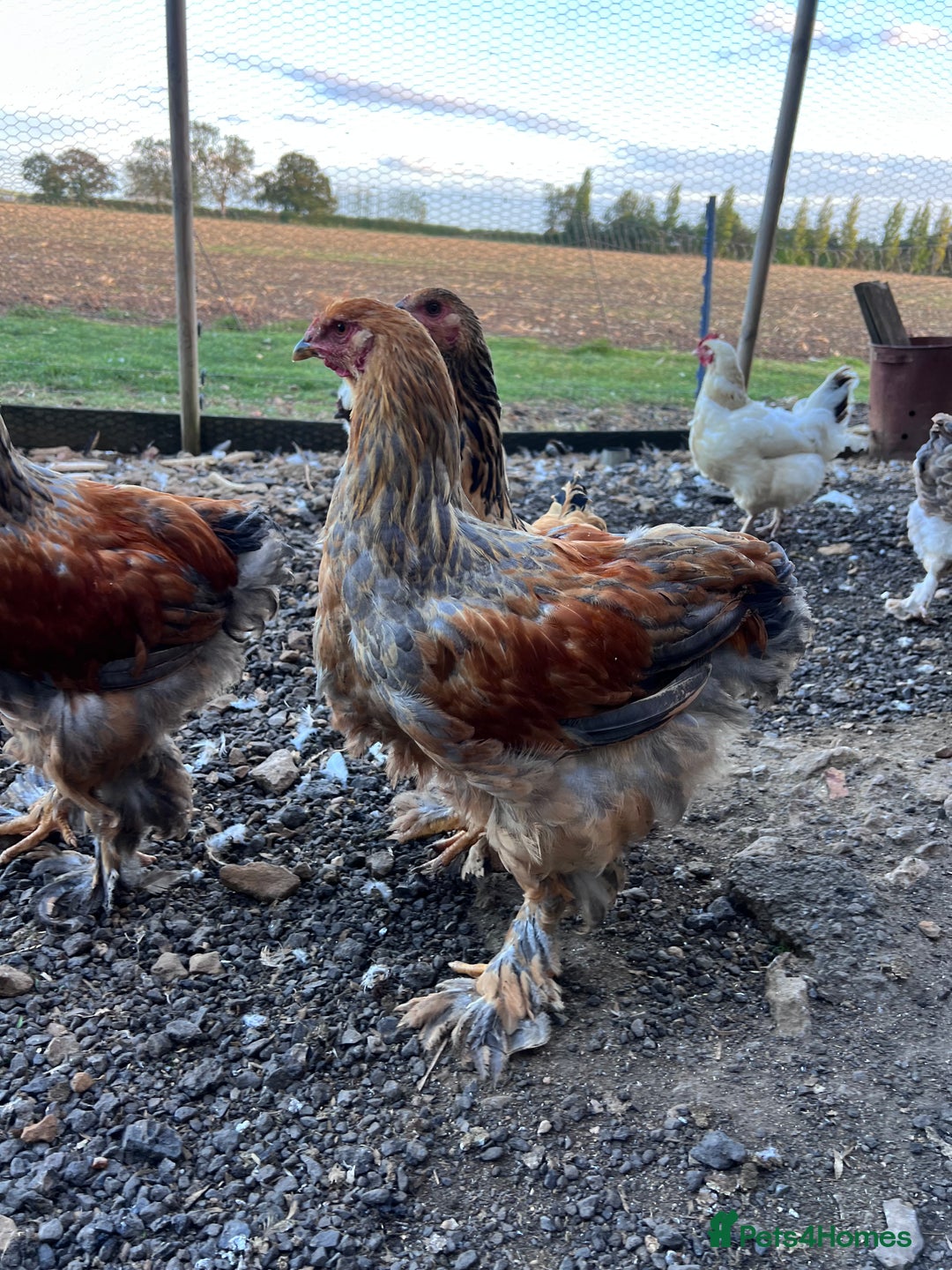 Hens poultry for sale: Rare Buff Brahma Boys-calm and stunning - Image 10