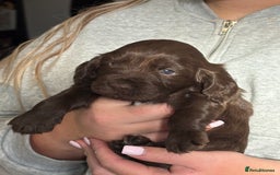 Cocker Spaniel dogs for sale: Cocker spaniel  - Image 5