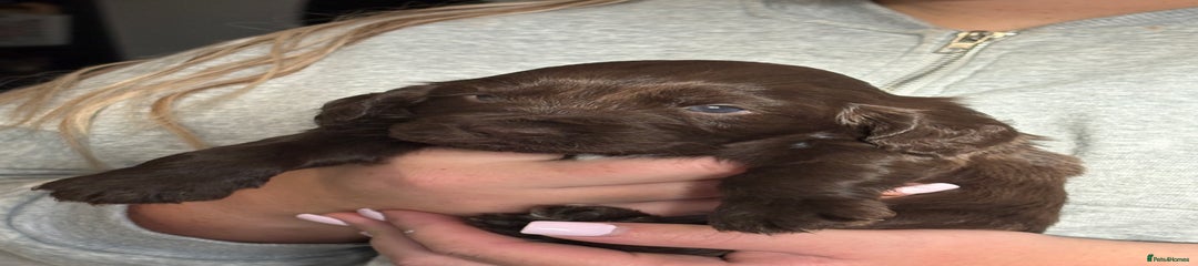 Cocker Spaniel Puppy 5