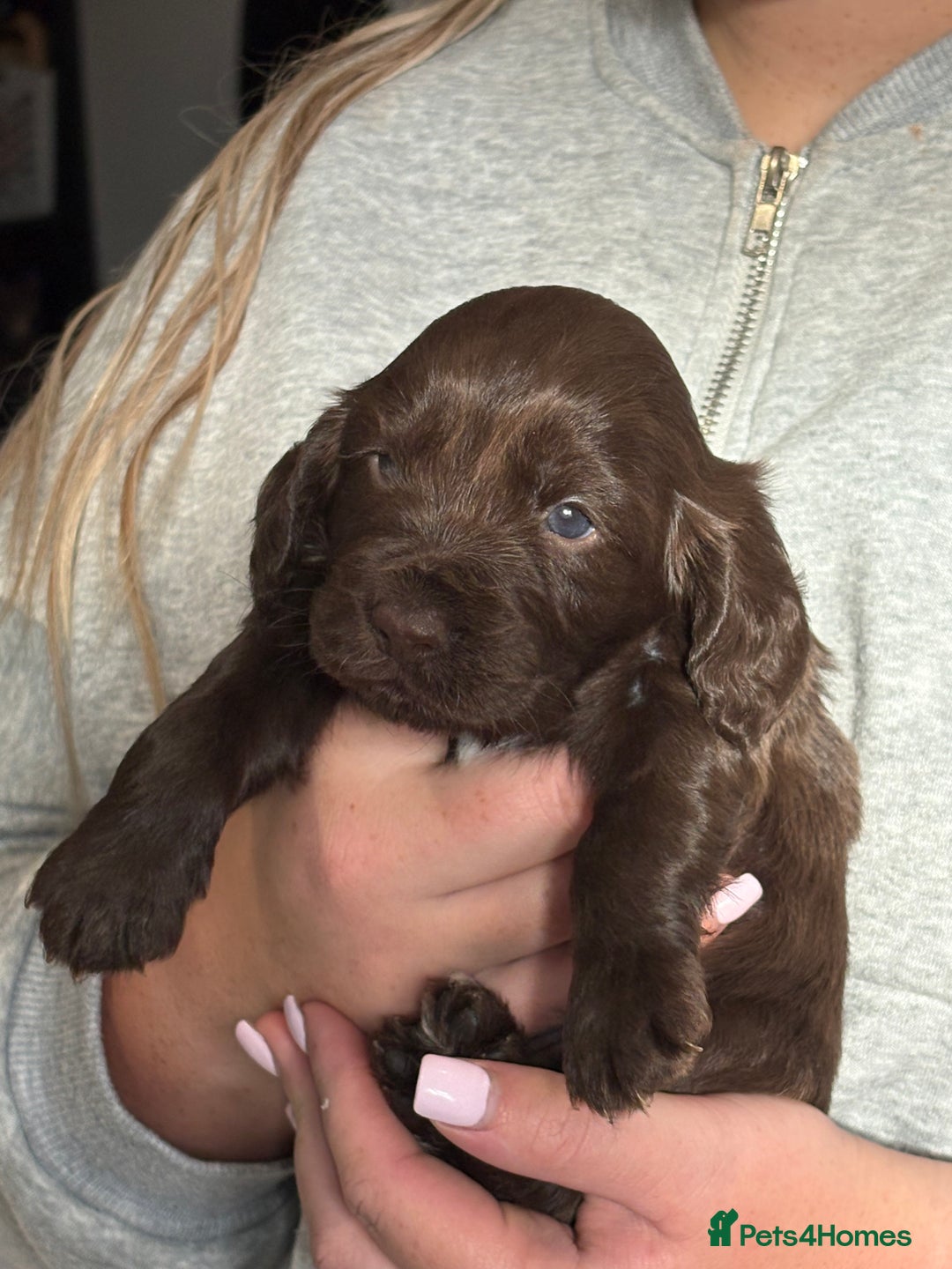 Cocker Spaniel dogs for sale: Cocker spaniel  - Image 5