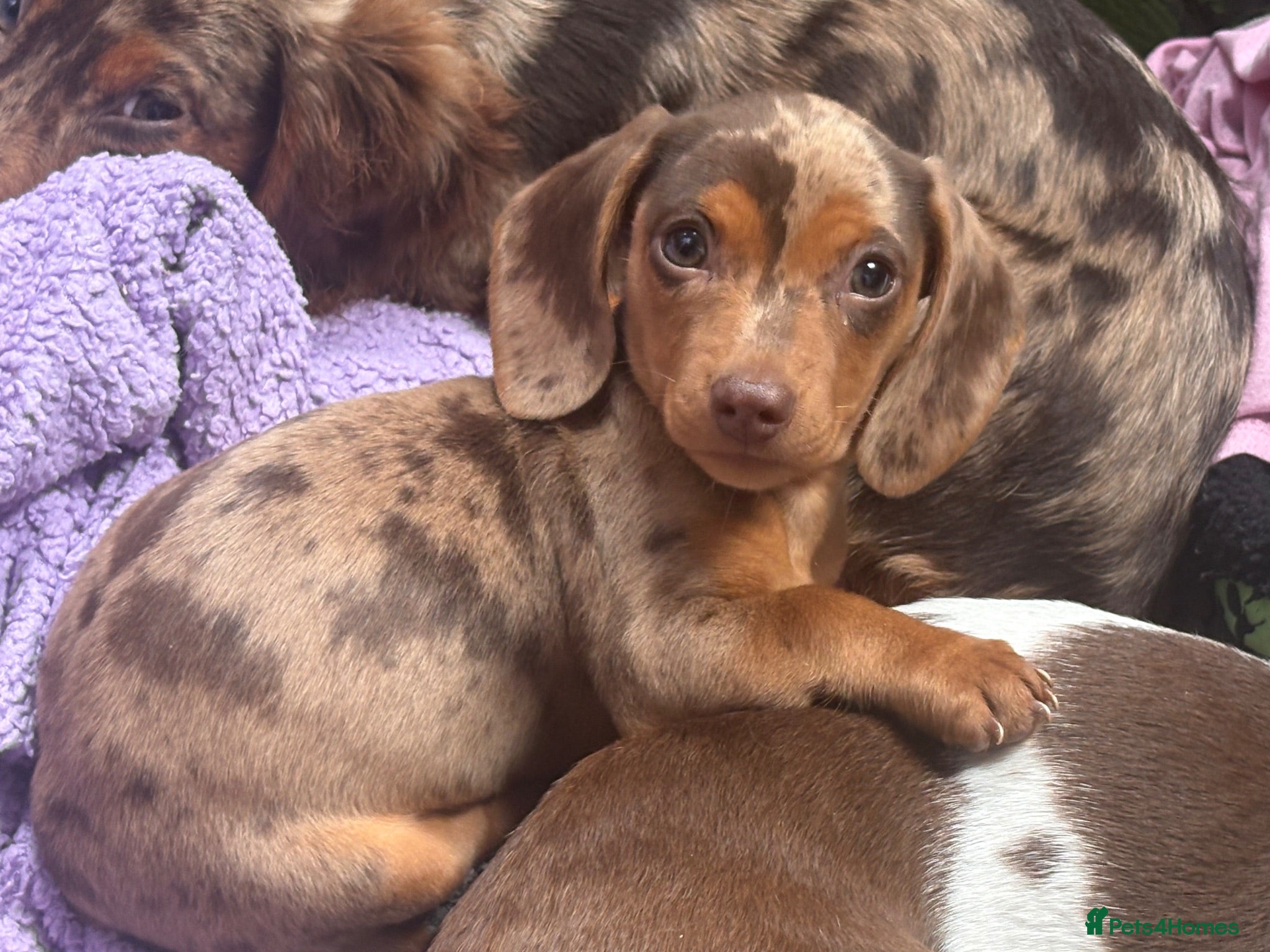 Dachshund dogs Stunning kc reg miniature dachshunds  - Advert 19