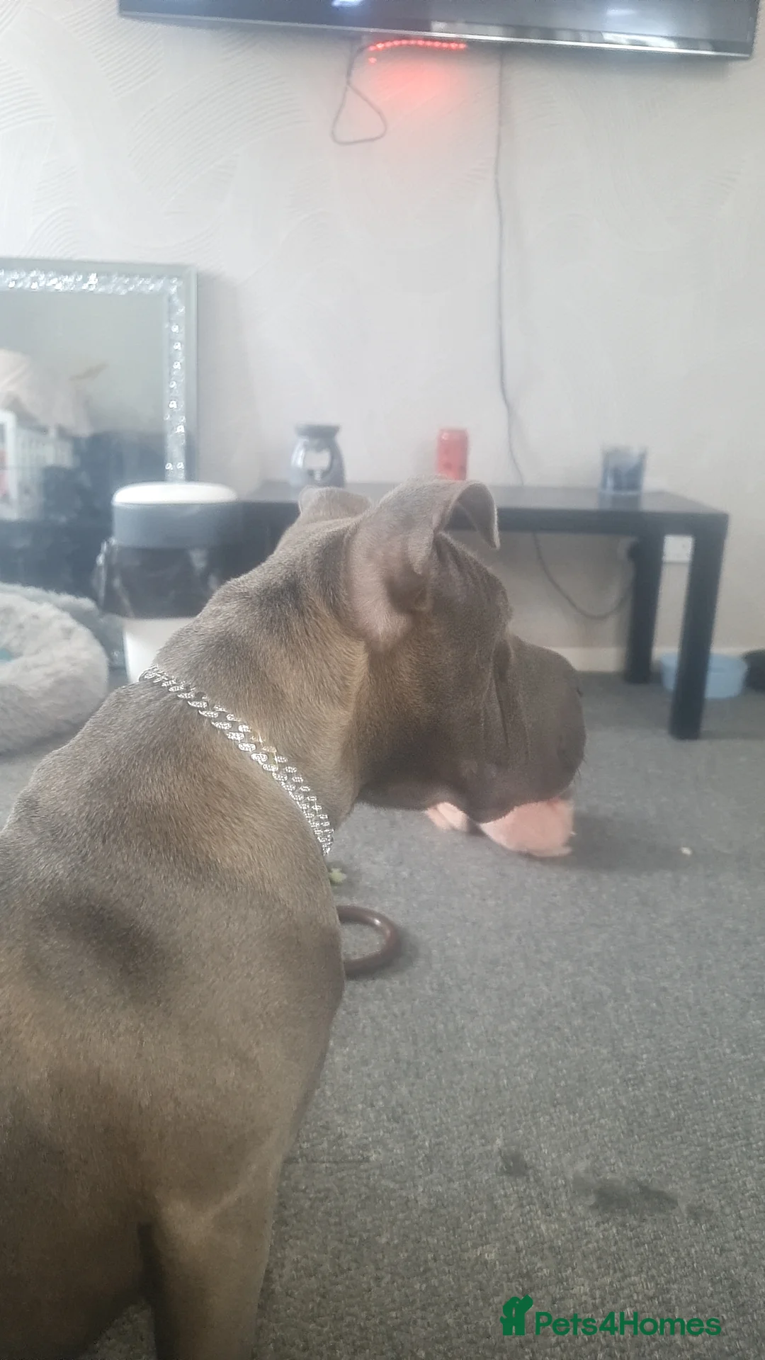 Mixed Breed dogs for sale: Cane corso X shar pei 9 months old  - Advert 2