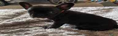 French Bulldog Puppy 3