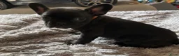 French Bulldog dogs for sale: X3 French bulldog puppies - Advert 7