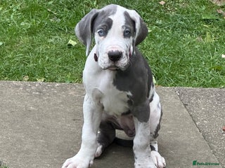 Great Dane dogs KC registered blue Great Dane puppies - Advert 5