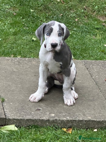 Great Dane dogs KC registered blue Great Dane puppies - Advert 2