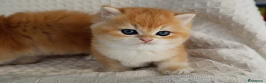 Eggy Bread 