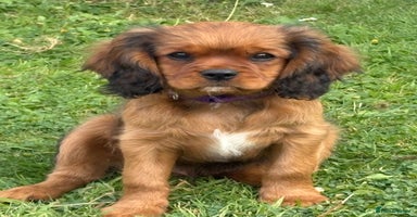 Cavalier King Charles Spaniel dogs - Advert 16