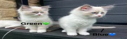 Ragdoll cats for sale: 🩷4 blue bi-colour ragdoll kittens left🩵 - Advert 2