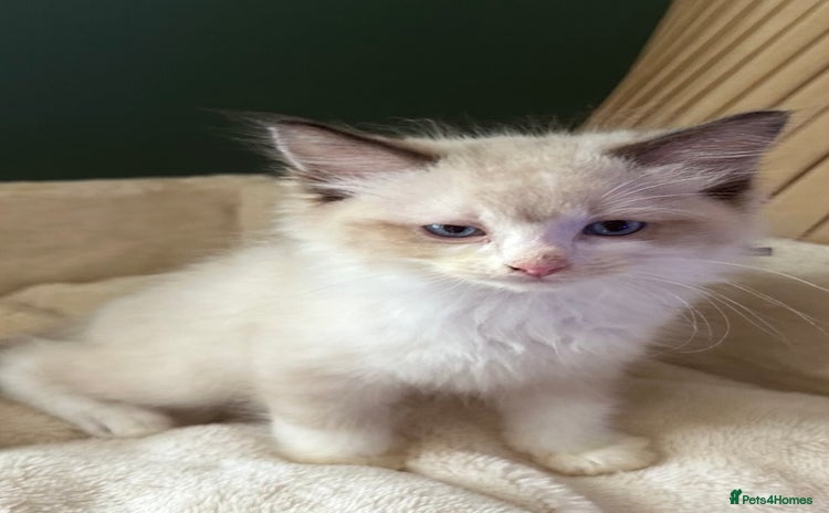 Ragdoll cats - Advert 13
