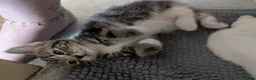 Mixed Breed cats for sale: Need to Go- Last Two, microchip included - Advert 31