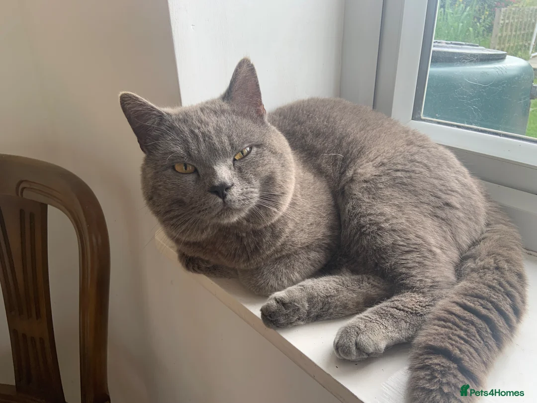 British Shorthair cats for sale: 5 beautiful British Blues and Colourpoints - Advert 19