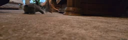 British Shorthair cats for sale: Two Stunning Pedigree British Shorthair Girls - Advert 13
