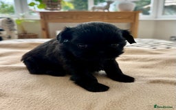 Shih Tzu dogs for sale: Beautiful Female Shih Tzu Puppy - ready 10/10 🖤 - Image 7