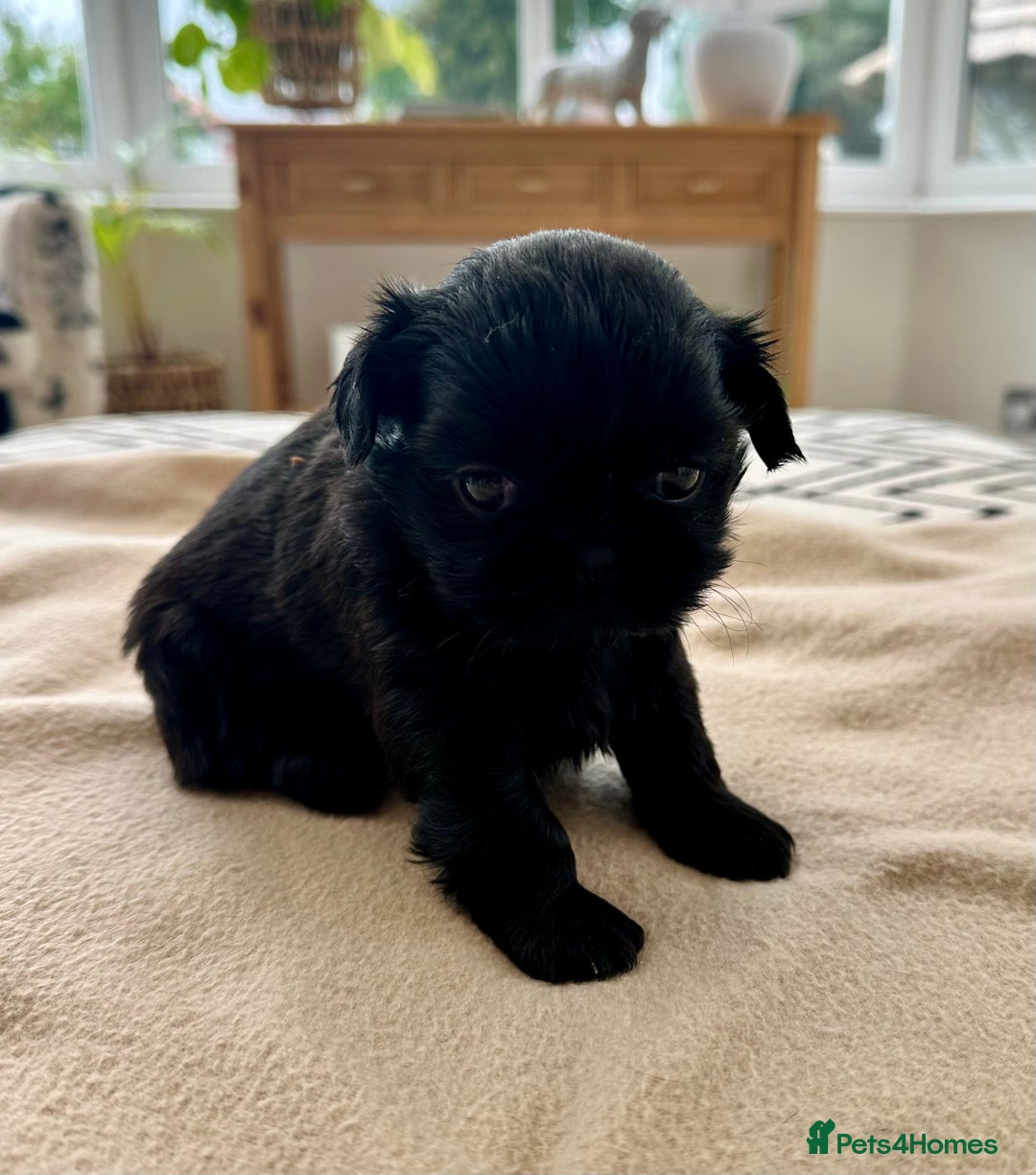 Shih Tzu dogs for sale: Beautiful Female Shih Tzu Puppy - ready 10/10 🖤 - Image 7