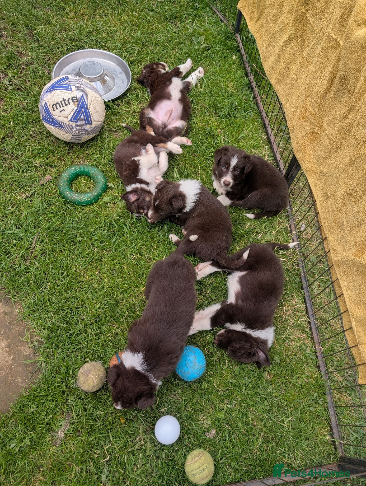 Border Collie dogs Red Tri isds registered pups  - Advert 1
