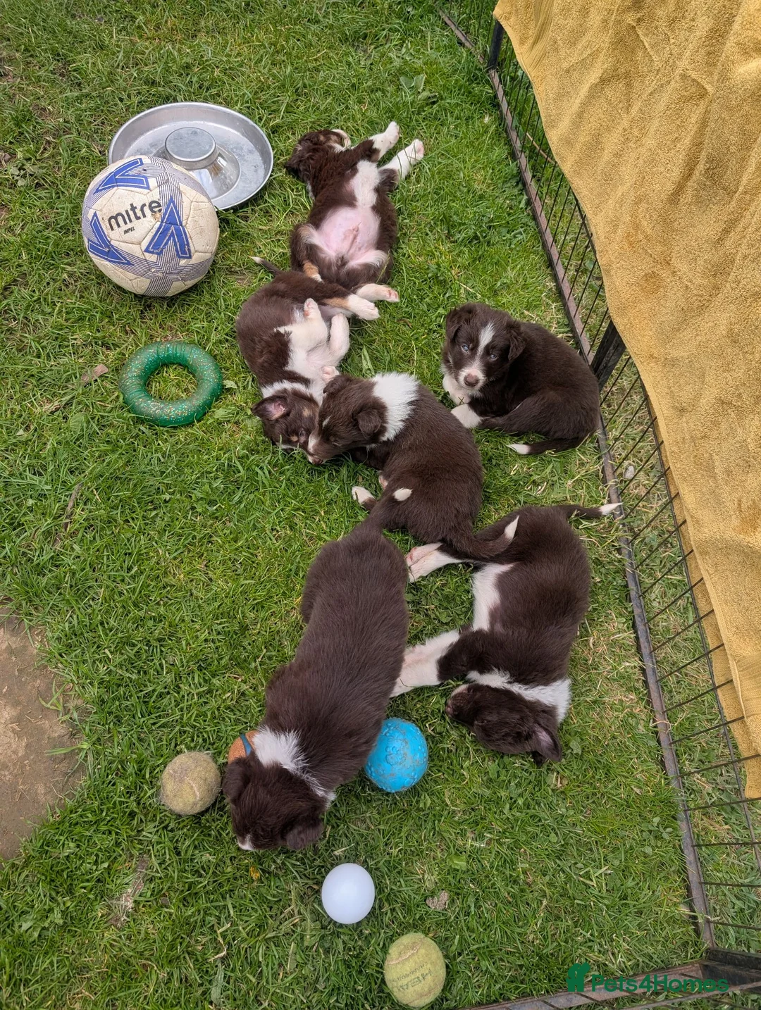 Border Collie dogs for sale: Red Tri isds registered pups  in Richmond - Advert 1