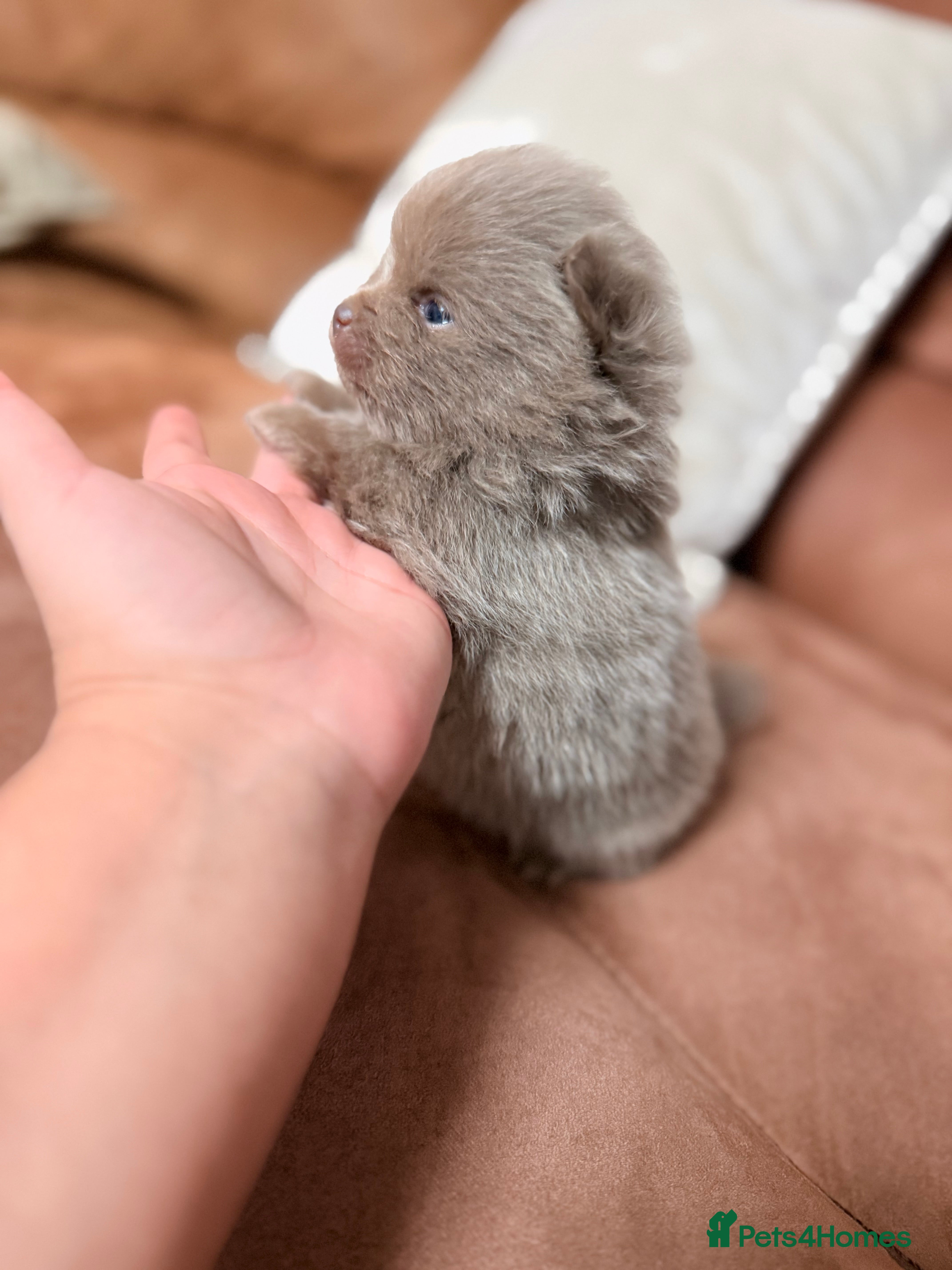 Pomeranian dogs 🧸 Dream Teddy Bear Pomeranian Puppies 🧸 - Advert 9