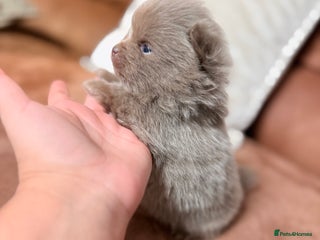 Pomeranian dogs 🧸 Dream Teddy Bear Pomeranian Puppies 🧸 - Advert 9