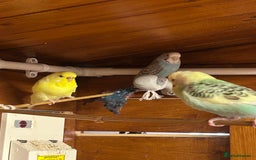Budgerigars birds for sale: Mixed ages budgies for sale - Image 2