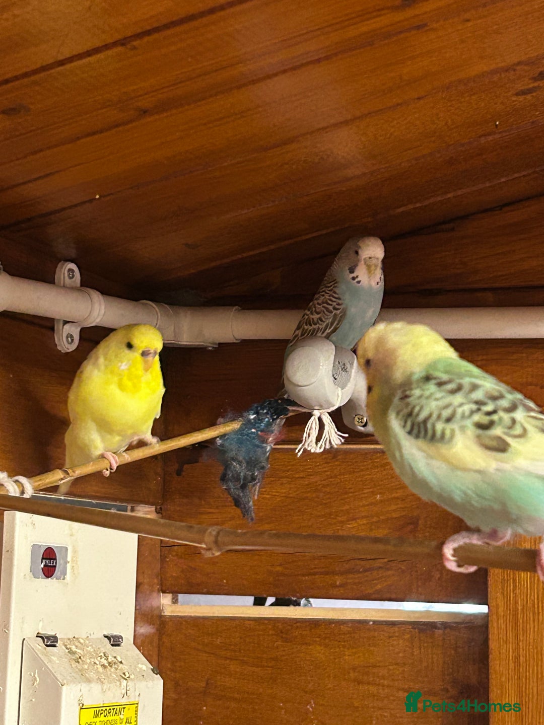 Budgerigars birds for sale: Mixed ages budgies for sale - Image 2