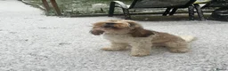 Cockapoo dogs for sale: 1 year old cockapoo in Newton-le-Willows - Advert 3