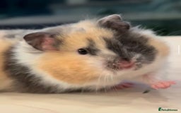Hamster rodents for sale: Baby hamsters  - Image 6