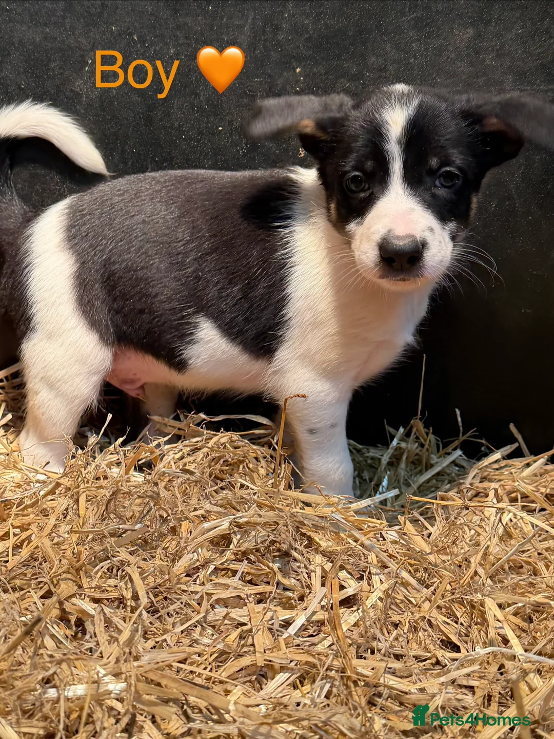 Mixed Breed dogs for sale: Chunky Tri coloured Collie pups for sale - Advert 7