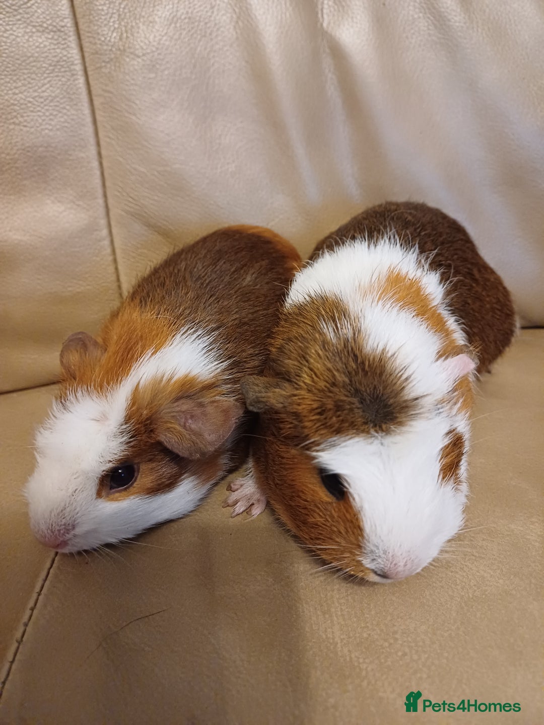 Guinea Pig rodents for sale: 2 Adorable Female Baby Guinea Pigs - Image 4