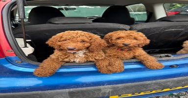 Cockapoo dogs - Advert 11