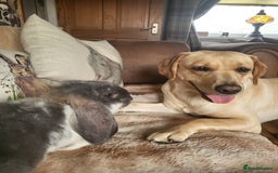 Labrador Retriever dogs for sale: Labrador retriever  - Image 1