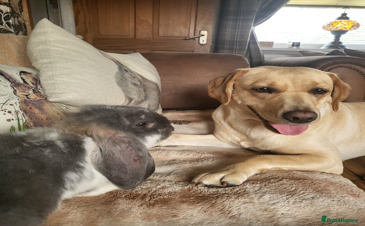 Labrador Retriever dogs - Advert 5