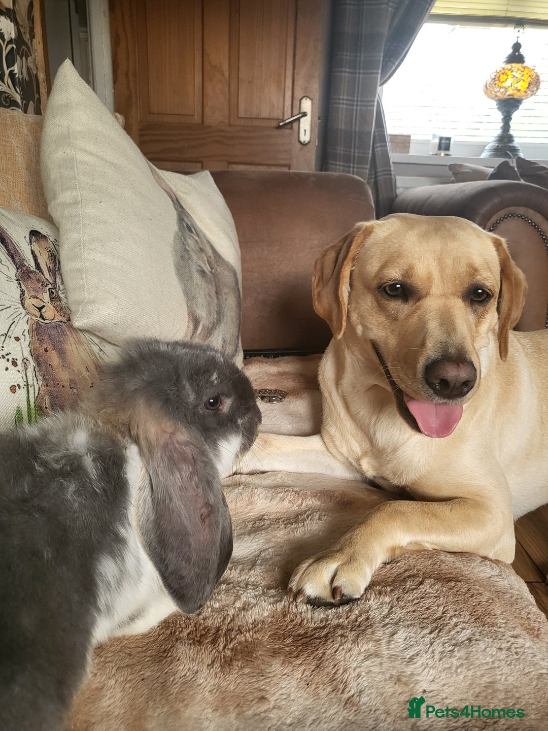 Labrador Retriever dogs for sale: Labrador retriever  - Image 1