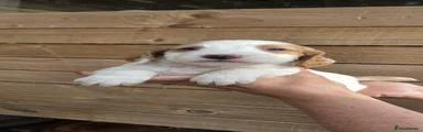Cocker Spaniel 5