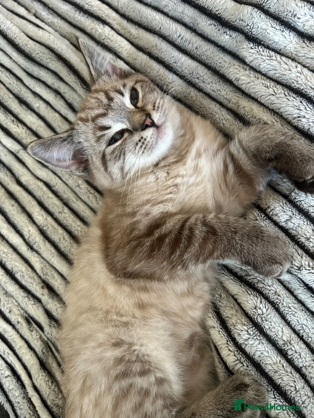 Mixed Breed cats for sale: Blue x Siberian Two Boy kittys - Advert 12